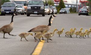 geese crossing