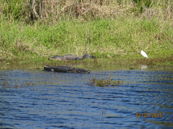 Alligators!