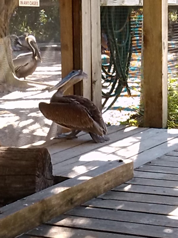 A Curious Bird is the Pelican!