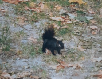 black squirrel